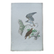 Poster - 19th century zoological engraving of birds - osprey - osprey
