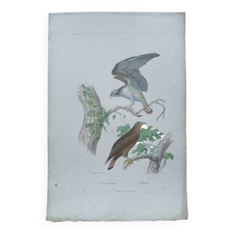 Poster - 19th century zoological engraving of birds - osprey - osprey
