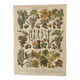 Engraving • Vine • Original and vintage poster from 1907