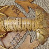 Naturalized lobster of the mid-twentieth century