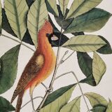 Old zoological plate