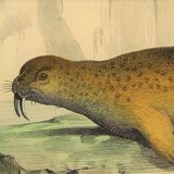 Original zoological plate "Seal & Walrus" Buffon 1840