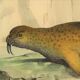 Planche zoologique originale " Phoque & Morse " Buffon 1840