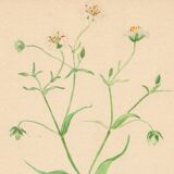 Old illustration 1948 - Stellar by Strache - Wild Flora plate