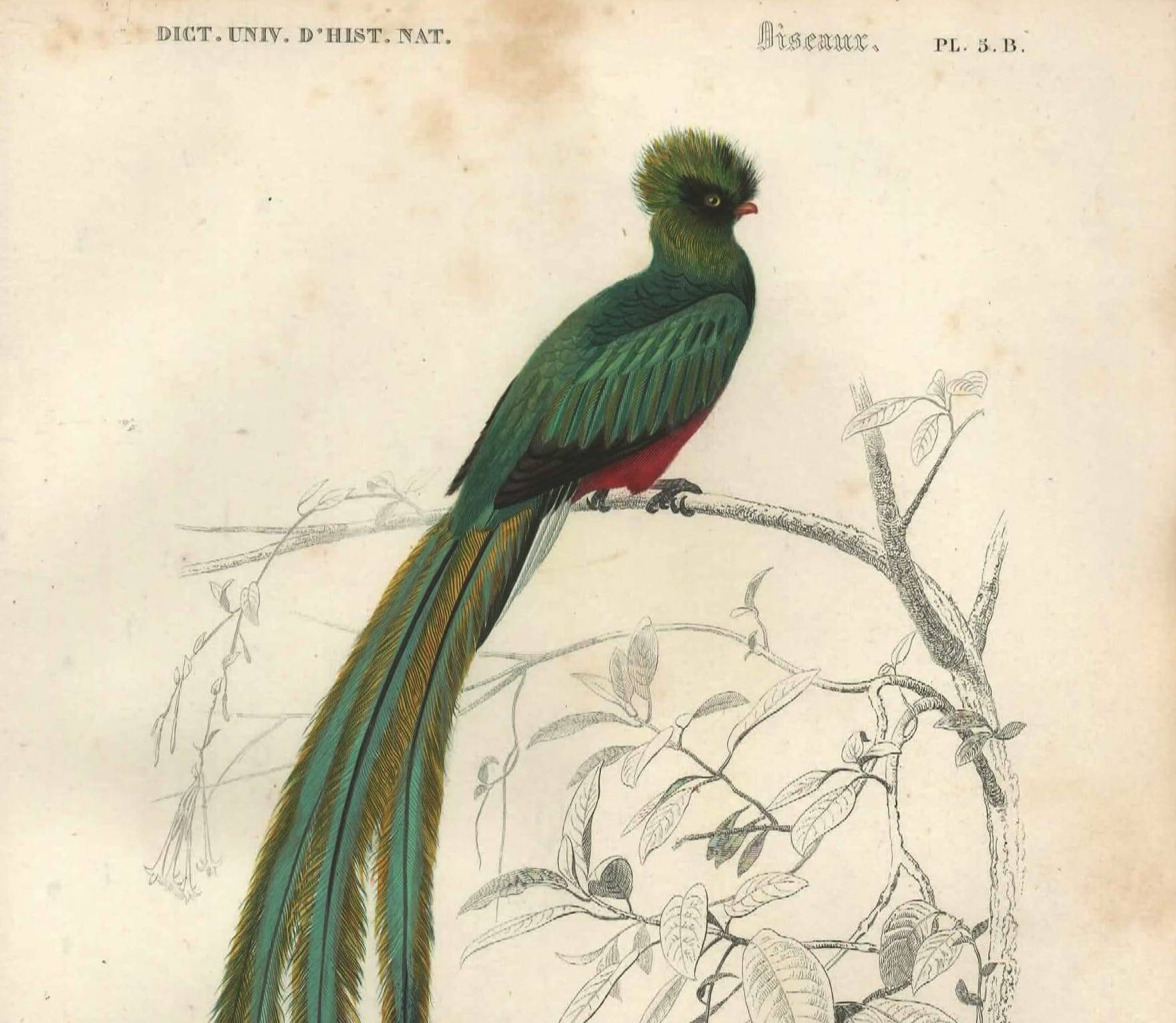 Planche ancienne 1849 - Couroucou par E.Travies - Gravure oiseaux naturel