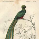 Planche ancienne 1849 - Couroucou par E.Travies - Gravure oiseaux naturel