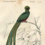 Planche ancienne 1849 - Couroucou par E.Travies - Gravure oiseaux naturel