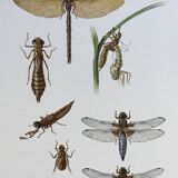 Old illustration "insects", 1960s.