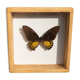 Papillon naturalisé