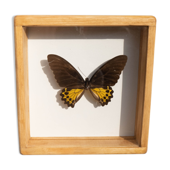 Papillon naturalisé