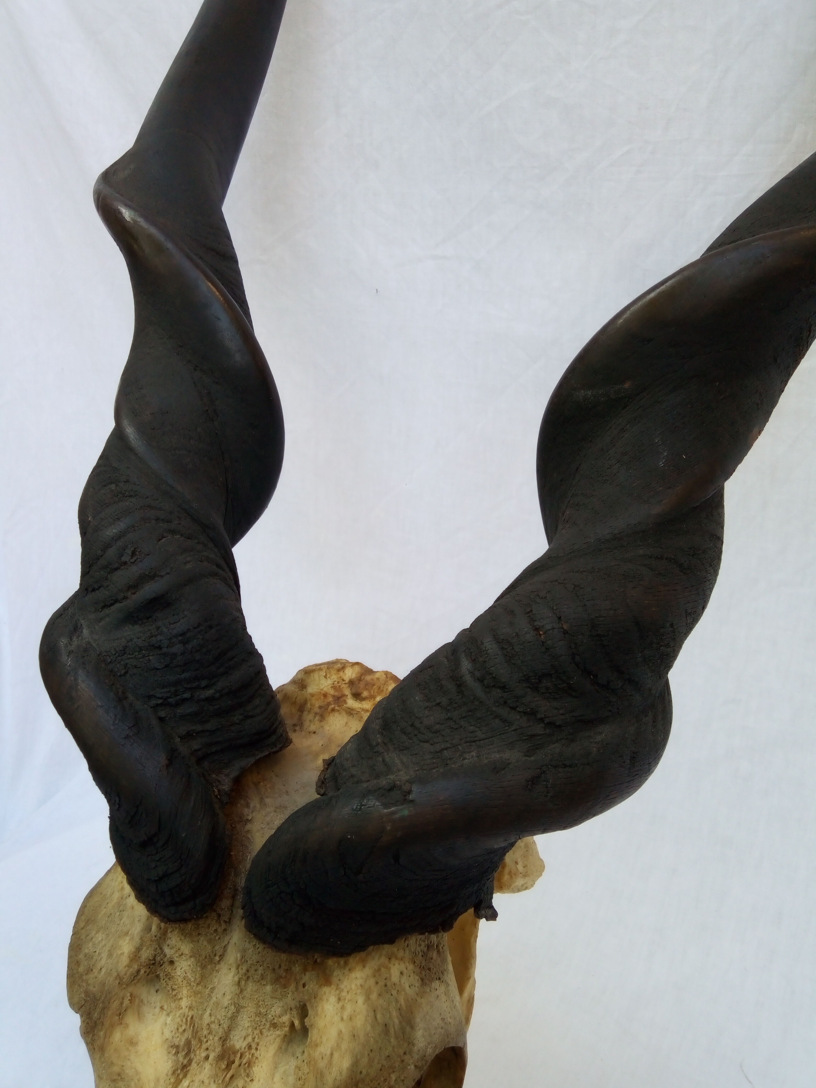 Ancient and very large hunting trophy. Derby Elk