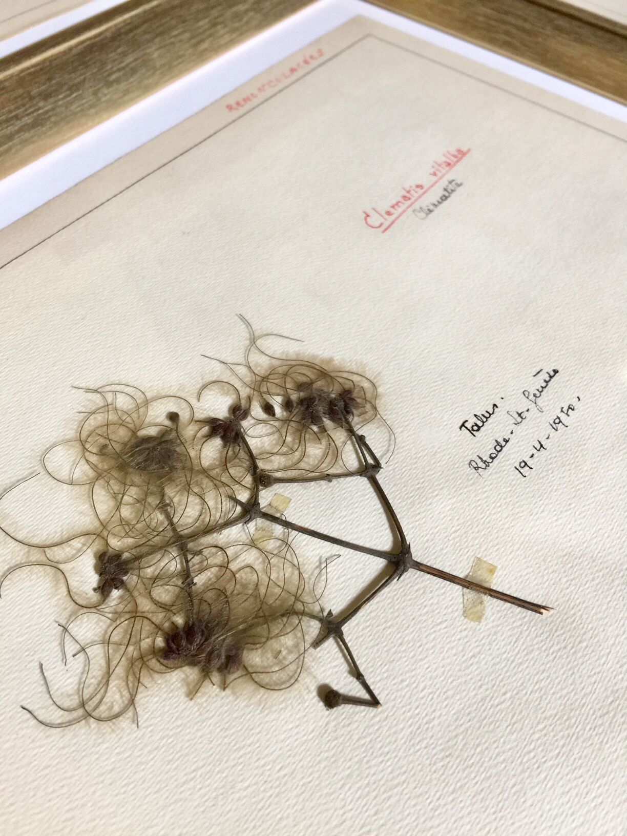 Lot de 6 planches herbier de 1950