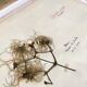 Lot de 6 planches herbier de 1950