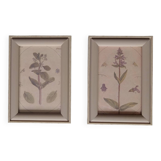 Botanical illustration print, in wooden frame, set of 2, botanical picture frame, botanical wall decor, home gift