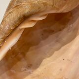Shell volute