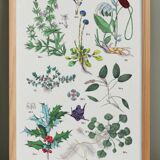 Poster on plants, after an engraving from 1881 (sanguisorba officinalis, globular)