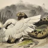 Original zoological plate from 1839 "saurian" the common viper & .....