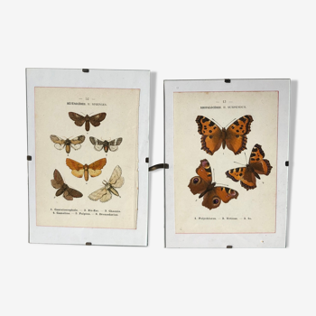 Duo of butterfly engravings under glass G. Denise, 1908 hand-colored botanical board