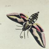 Old engraving from 1838 - Sphinx butterfly 1 - Zoological and botanical hand-colored plate