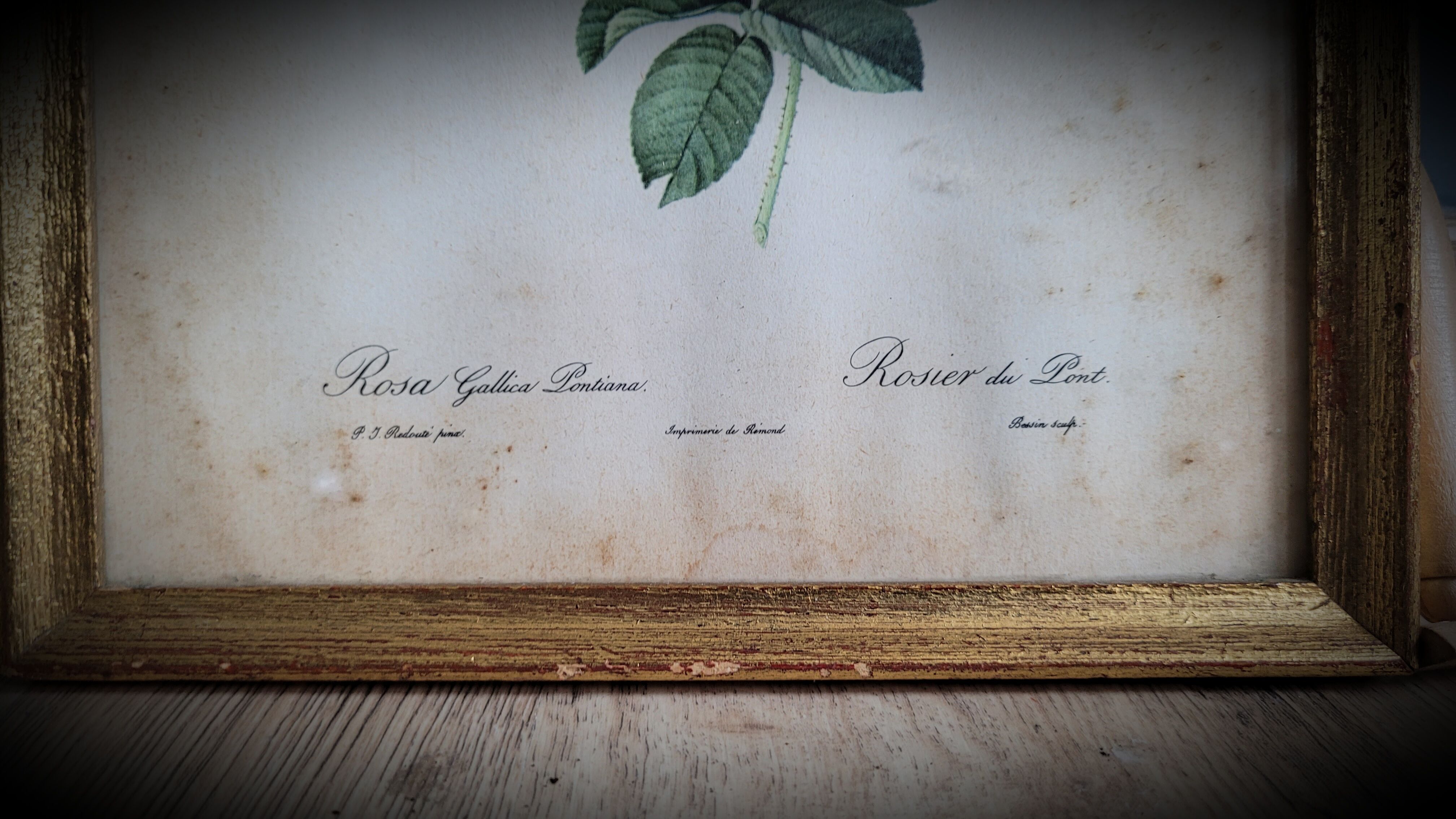 Litho rose of Pont P