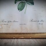 Litho rose of Pont P