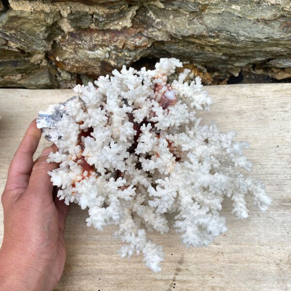 Grand corail blanc