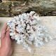 Grand corail blanc