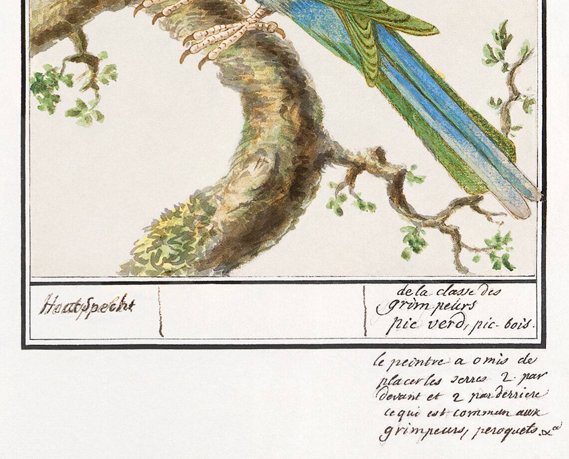 Small poster on the "great spotted woodpecker", after an old engraving from 1610.