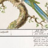 Small poster on the "great spotted woodpecker", after an old engraving from 1610.