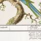Small poster on the "great spotted woodpecker", after an old engraving from 1610.
