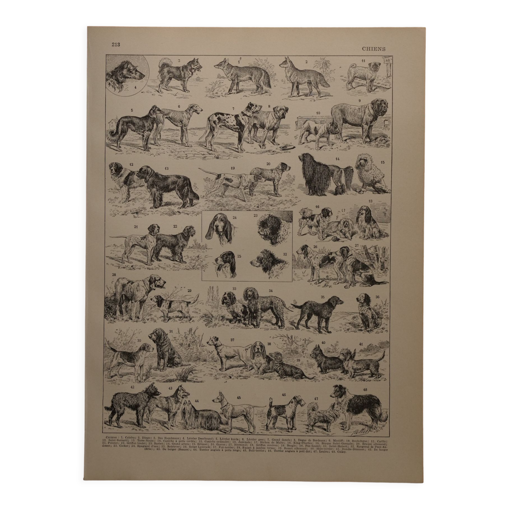 Original lithograph on dogs