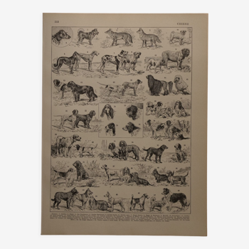 Original lithograph on dogs