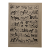 Original lithograph on dogs