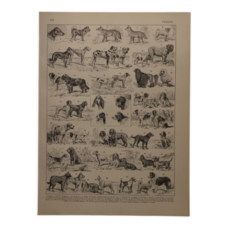 Original lithograph on dogs