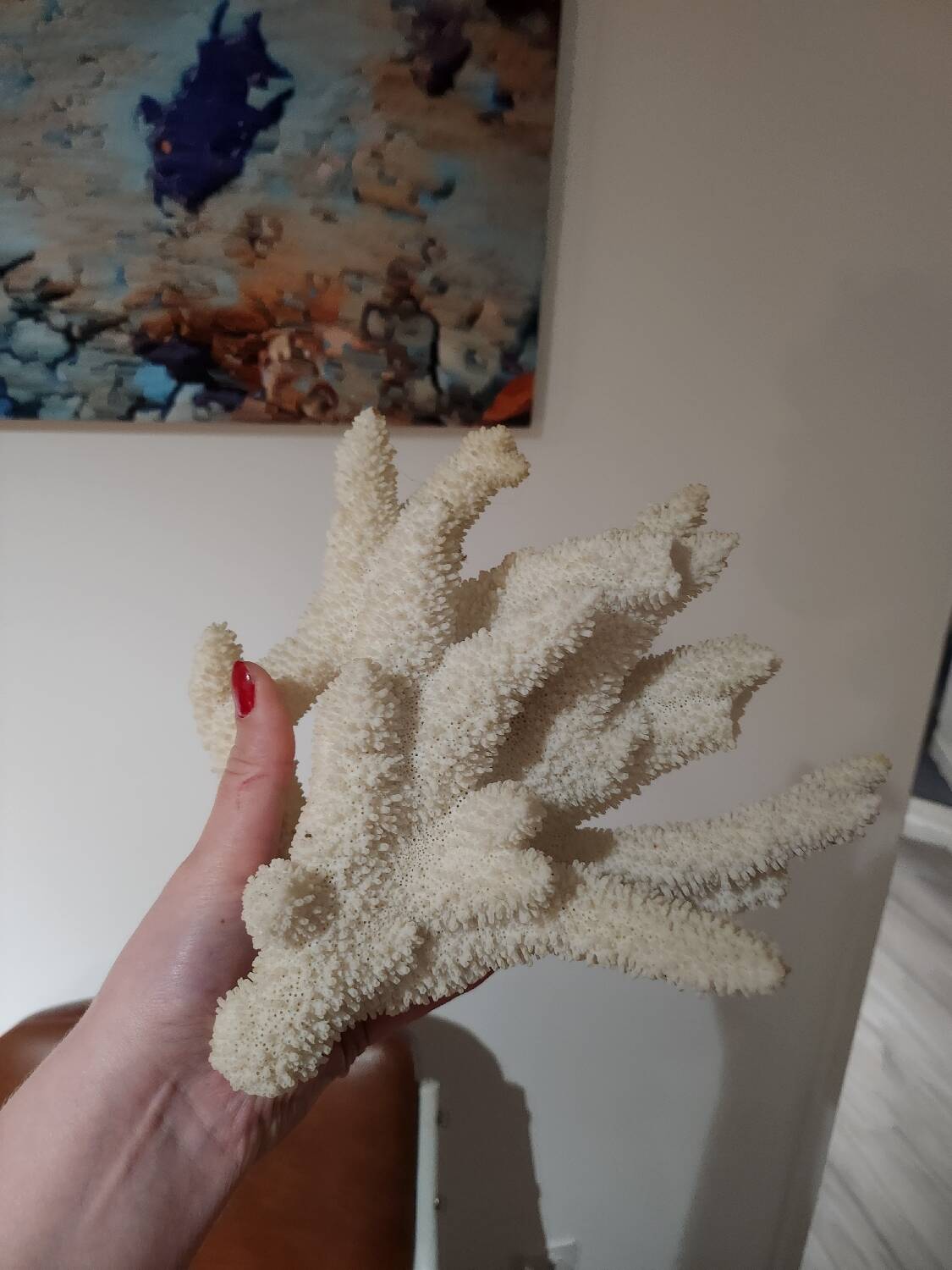 Large white coral