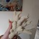 Gros corail blanc