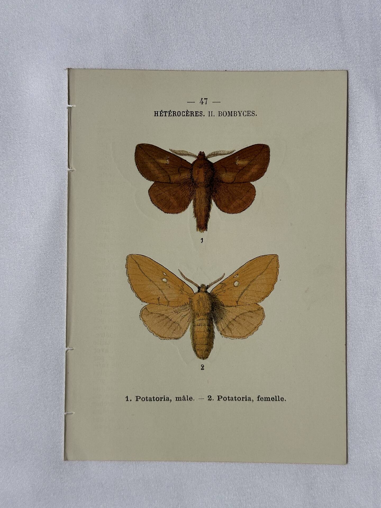 Planche Botanique Gravure Papillon naturaliste ancienne 19eme
