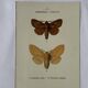 Planche Botanique Gravure Papillon naturaliste ancienne 19eme