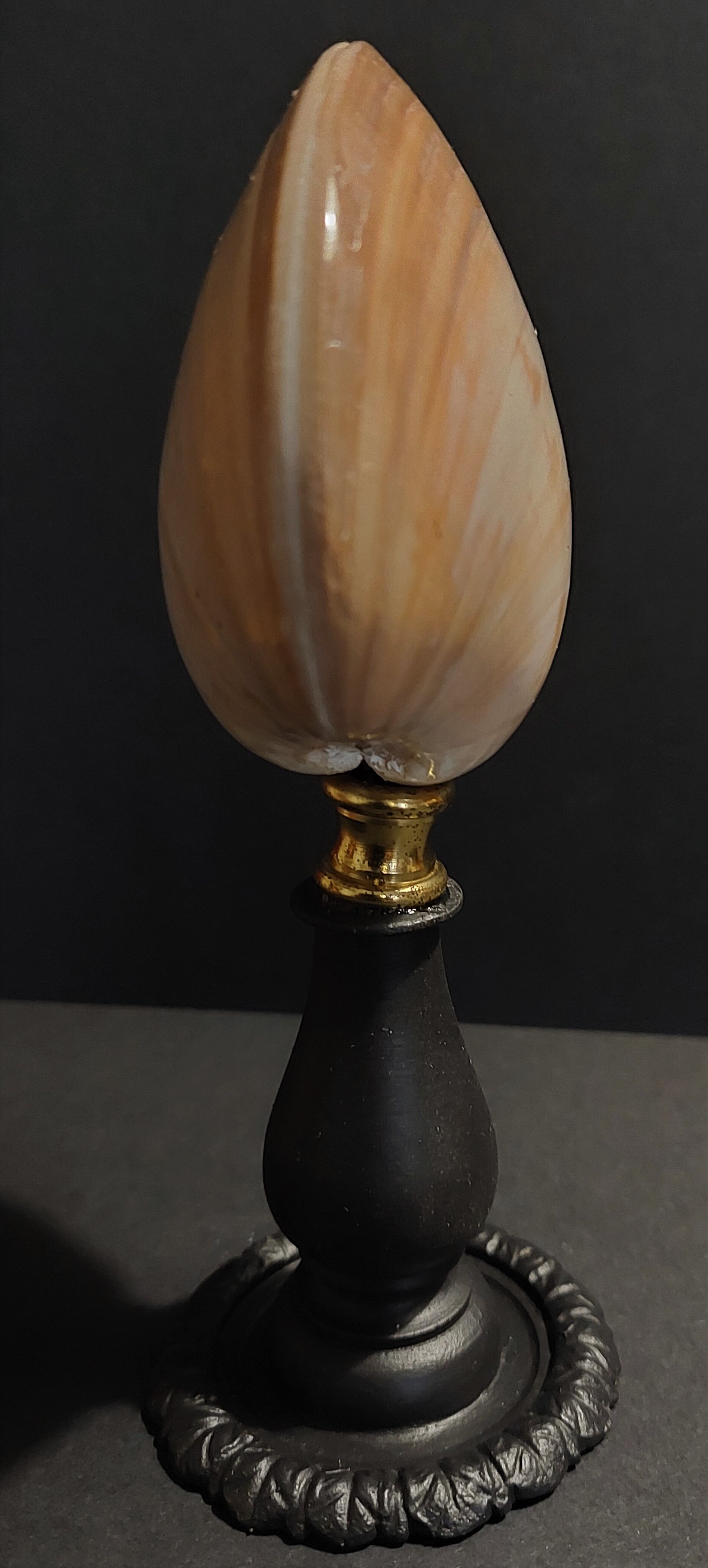 Cabinet of Curiosities shell codakia tigerina on base