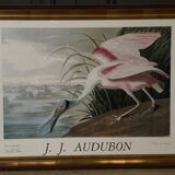 Engraving by J.-J. Audubon Editions of the Disaster XXth Roseate Spoonbill