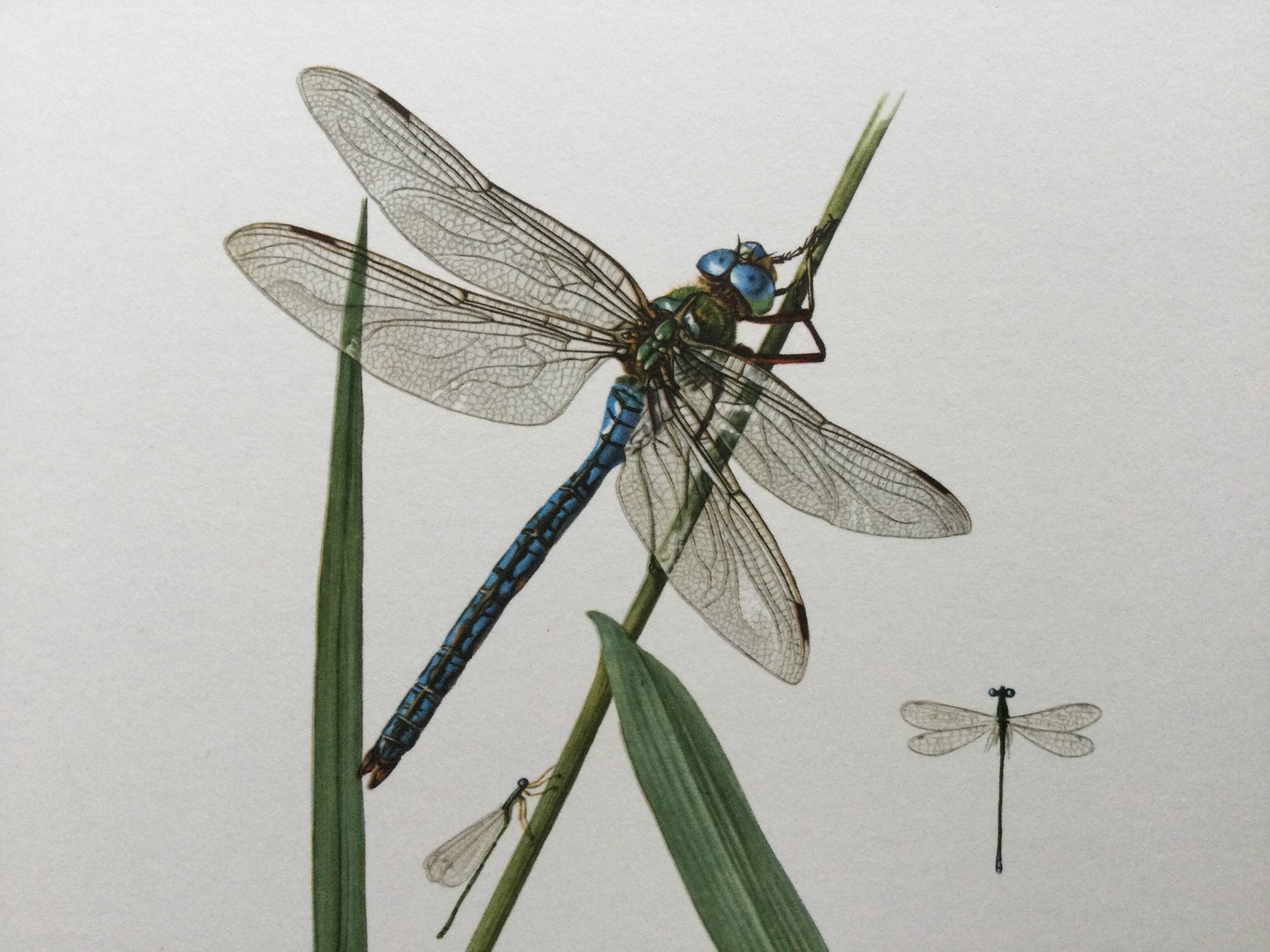 Antique illustration "insects" Dragonfly, 1960s