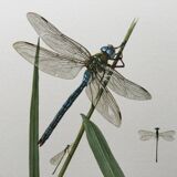 Antique illustration "insects" Dragonfly, 1960s