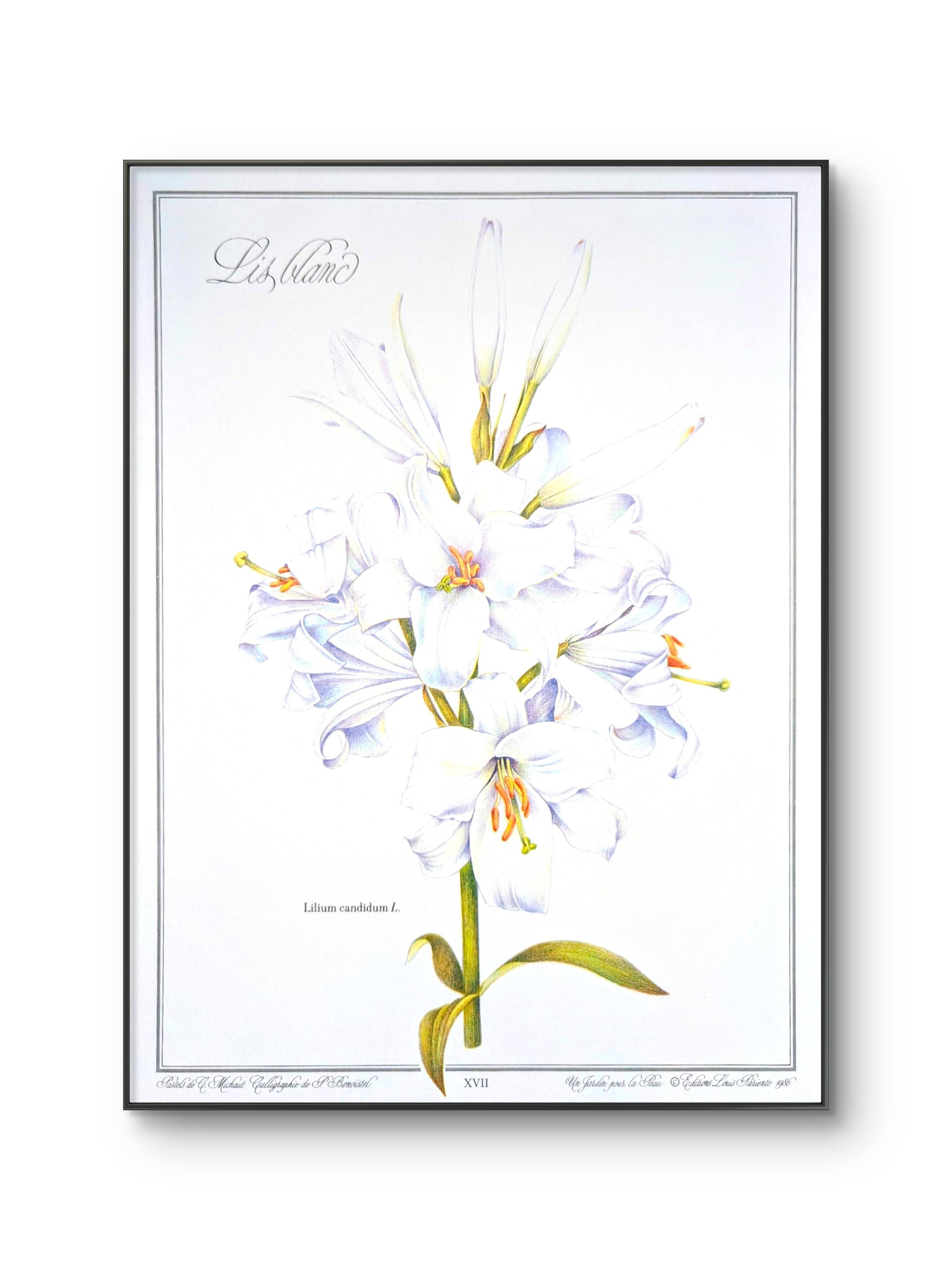 Printed in 1986, White Lily. Botanical plate.