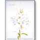 Printed in 1986, White Lily. Botanical plate.