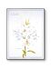 Printed in 1986, White Lily. Botanical plate.