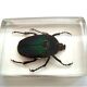 Cétoine dorée, insecte coléoptère en inclusion de résine