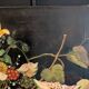 Still life painting