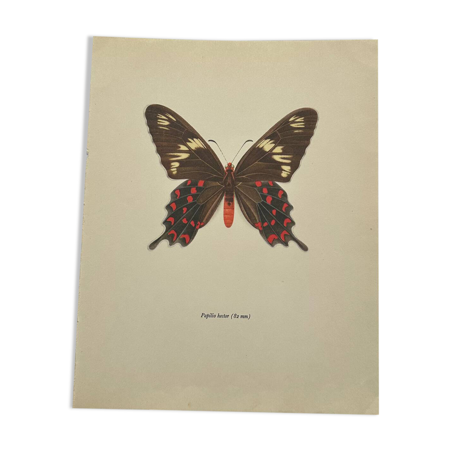 Naturalist engraving butterfly old botanical plate naturalist etching