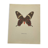 Naturalist engraving butterfly old botanical plate naturalist etching