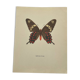 Naturalist engraving of an old butterfly botanical plate etching naturalist